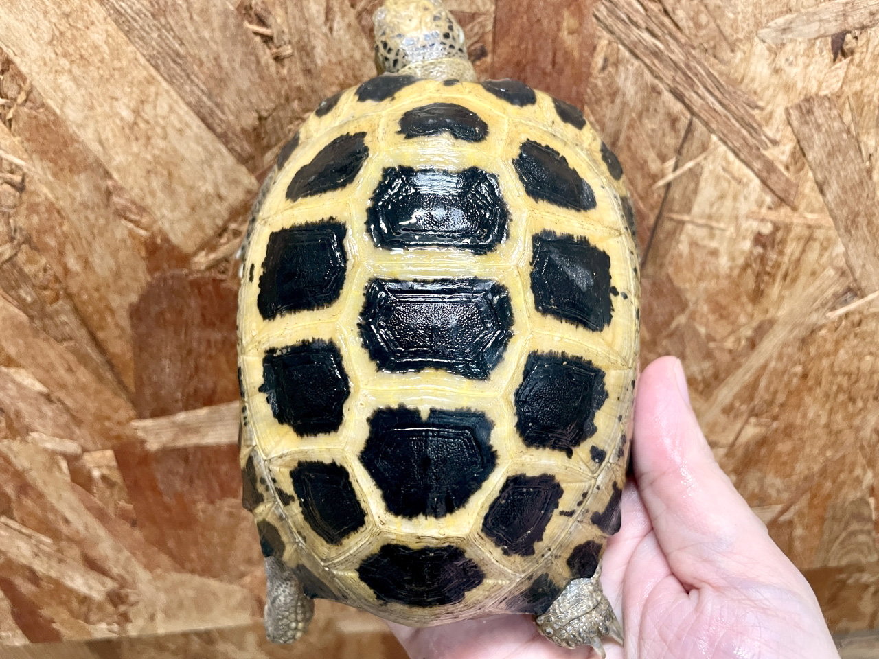 リクガメ等に使用してました！ 中古のインキュベータ（爬虫類） 爬虫類 インキュベーター 孵卵器 - メルカリ