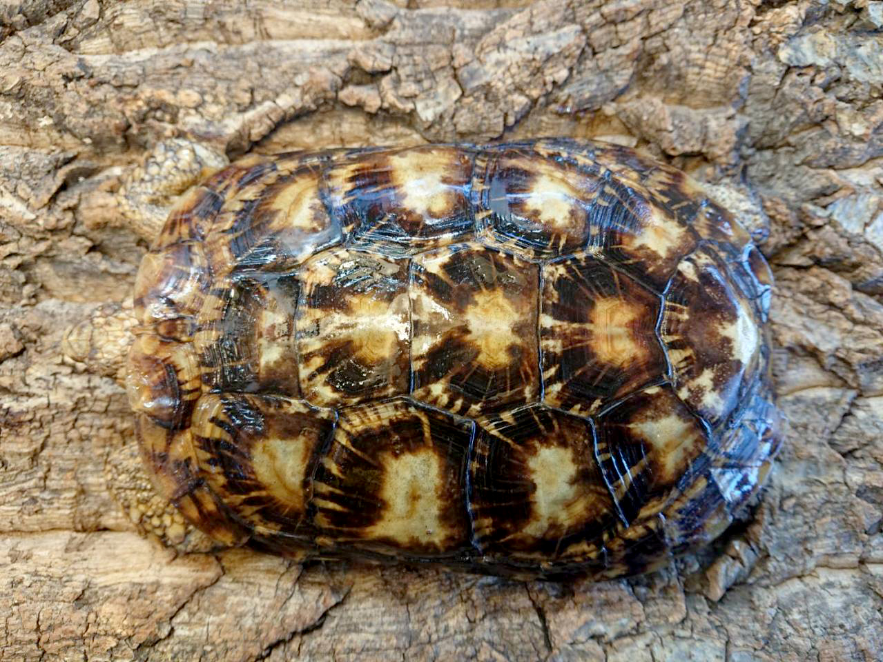 パンケーキリクガメ(6)