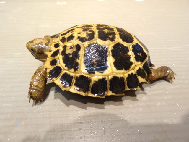 セレベスリクガメ(12)