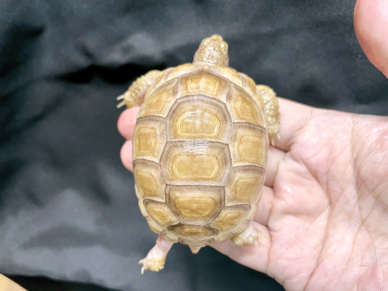 オオフチゾリリクガメ(11)