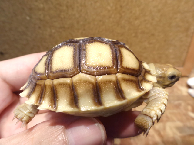 ケヅメリクガメ(10)