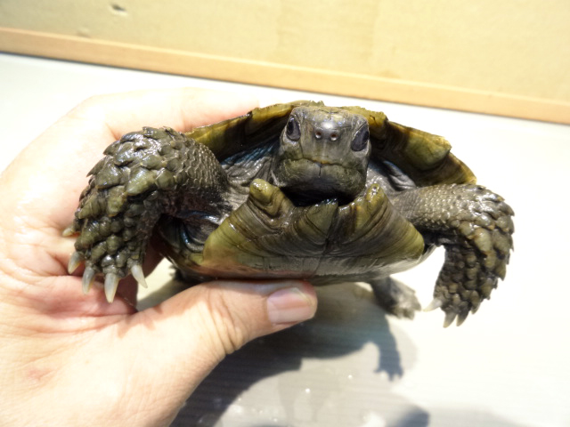 スマトラムツアシガメ(5)