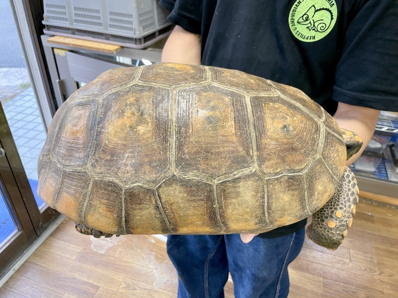 キアシリクガメ(10)