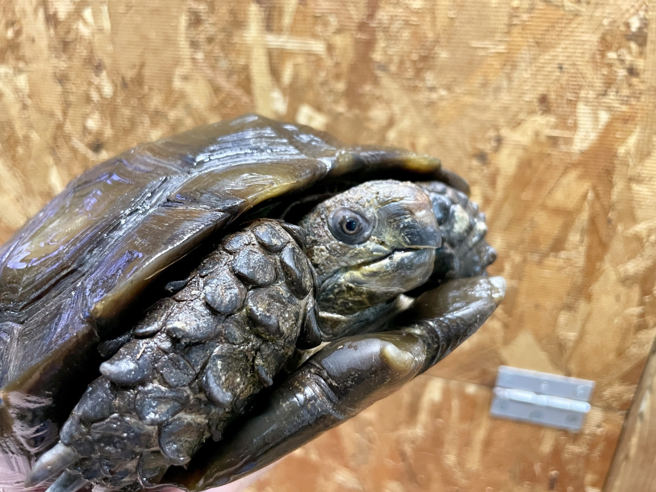 ビルマムツアシガメ(10)