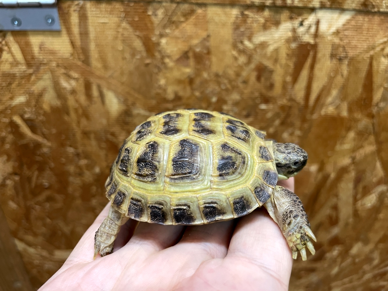 ロシアリクガメ(10)