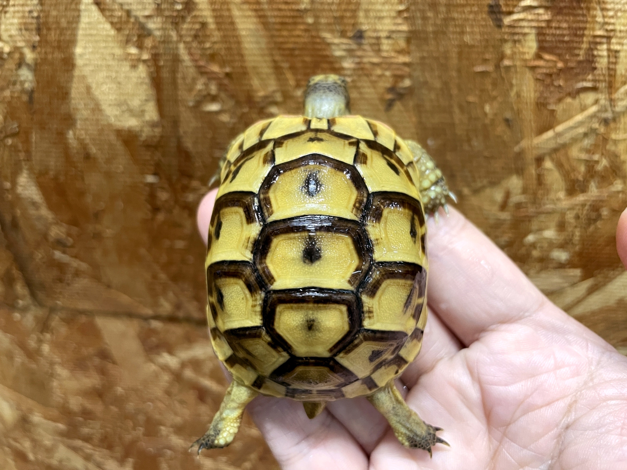 イベラギリシャリクガメ(5)