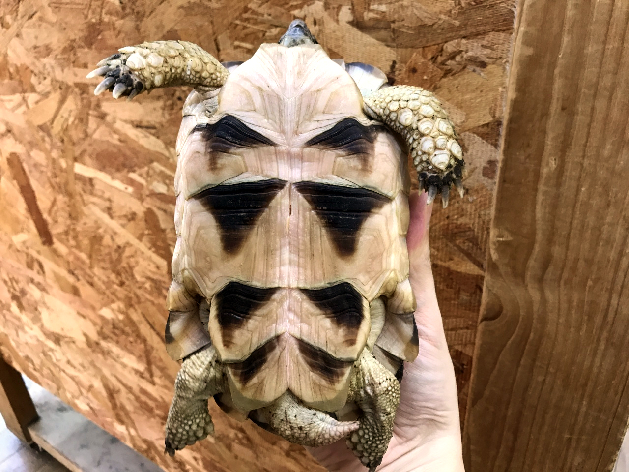 ペロポネソスフチゾリリクガメ(4)