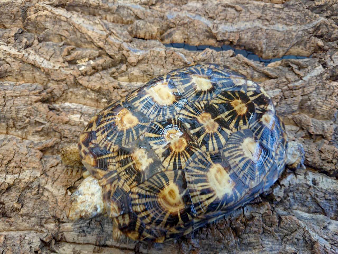 パンケーキリクガメ(8)