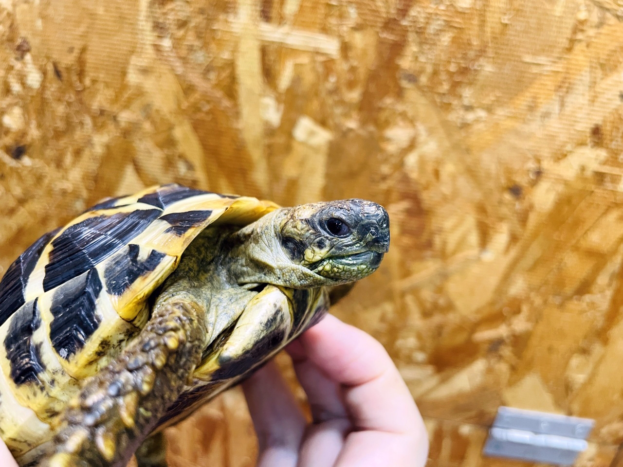 ヒガシヘルマンリクガメ(11)