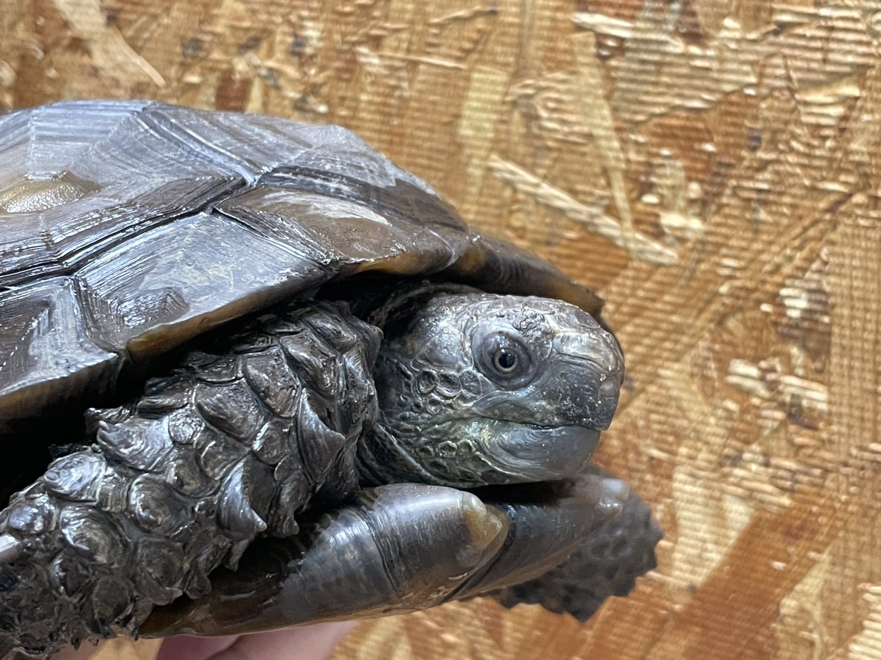 ビルマムツアシガメ(2)