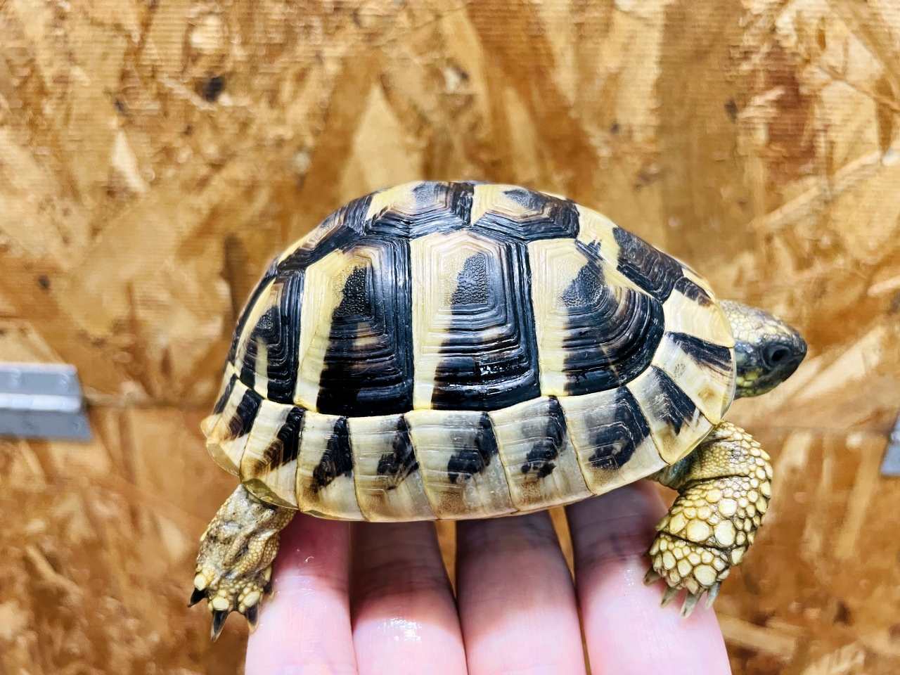 ヒガシヘルマンリクガメ(6)