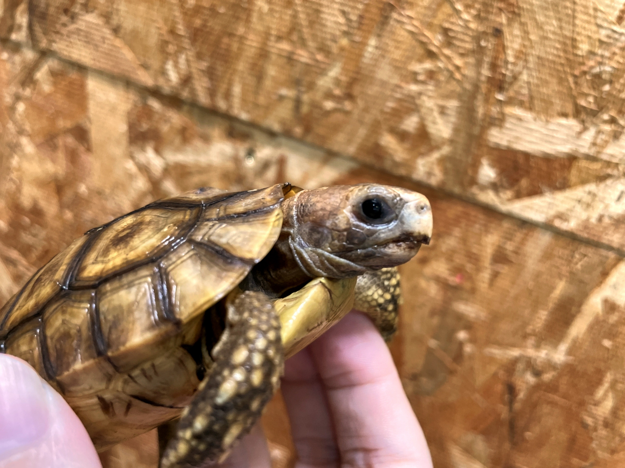 ニシベルセオレガメ(11)