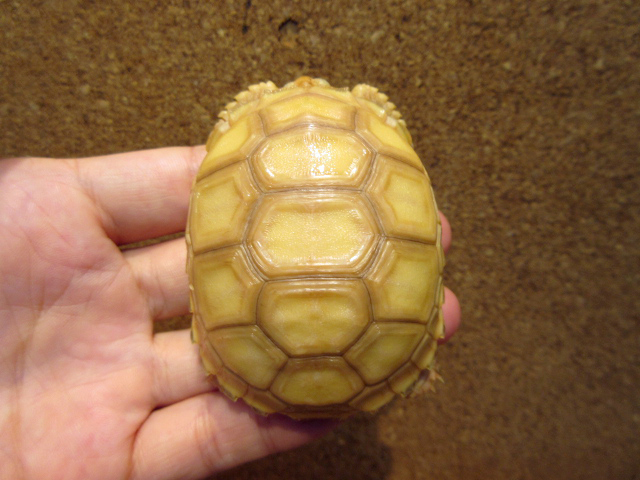 ケヅメリクガメ(11)