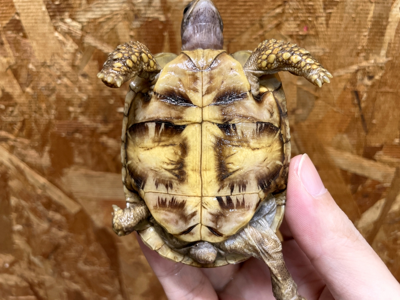 ニシベルセオレガメ(8)