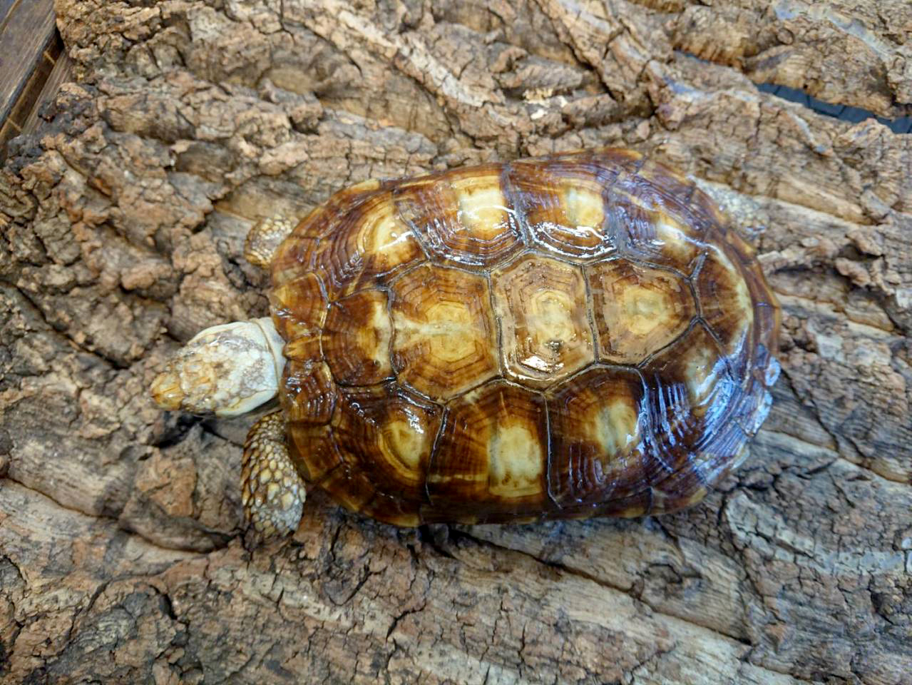 パンケーキリクガメ(9)