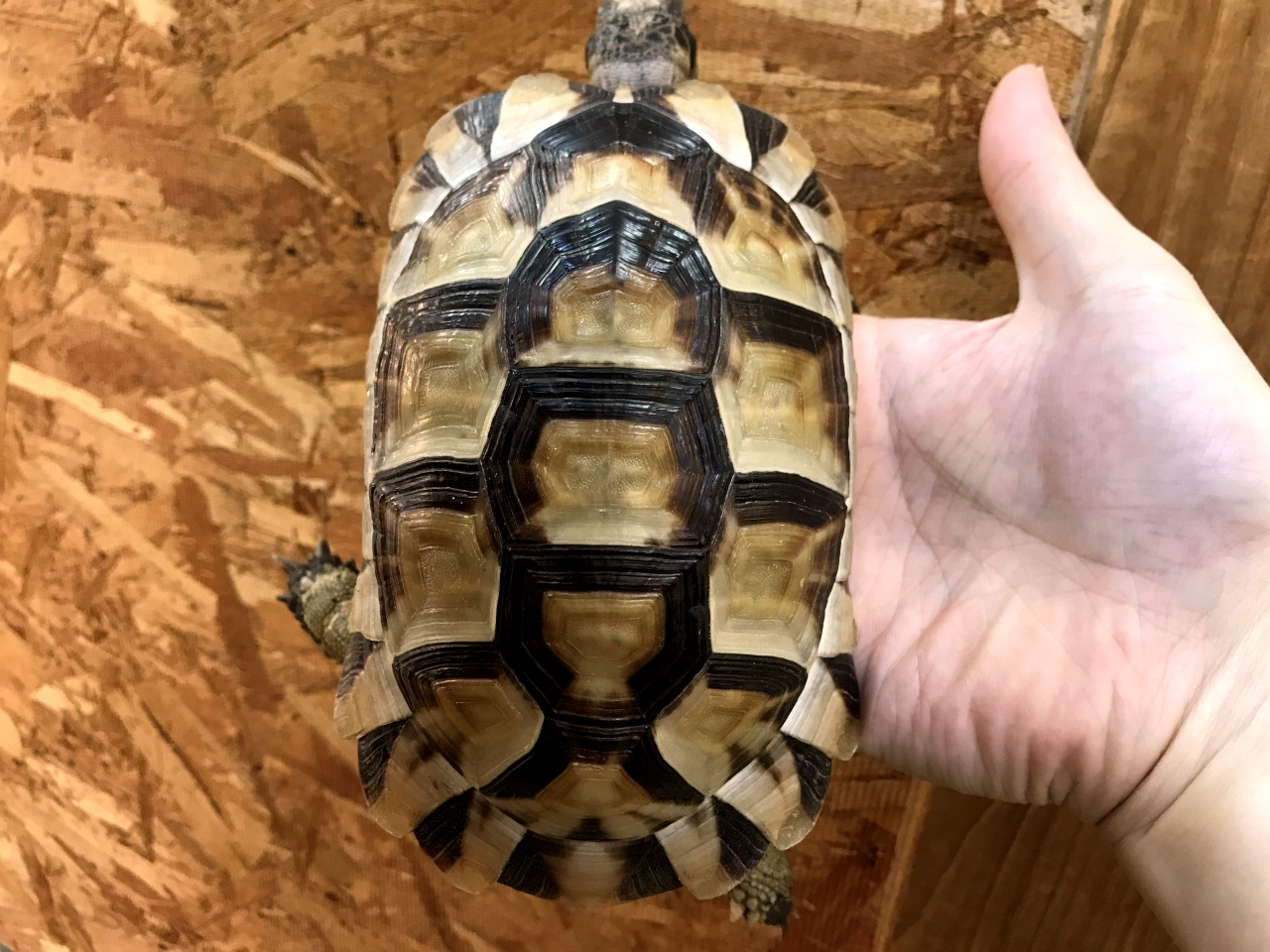 ペロポネソスフチゾリリクガメ(1)