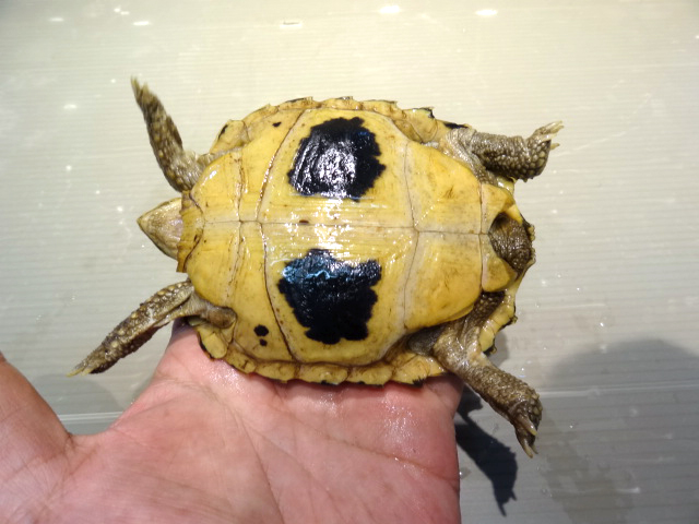 セレベスリクガメ(11)