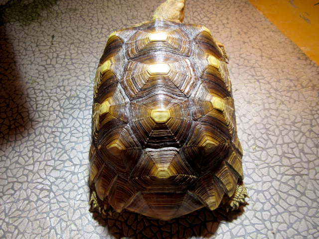 ケヅメリクガメ(8)