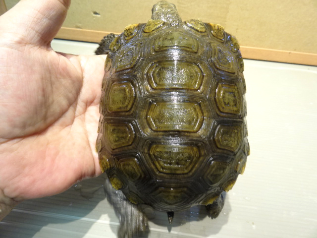 スマトラムツアシガメ(6)