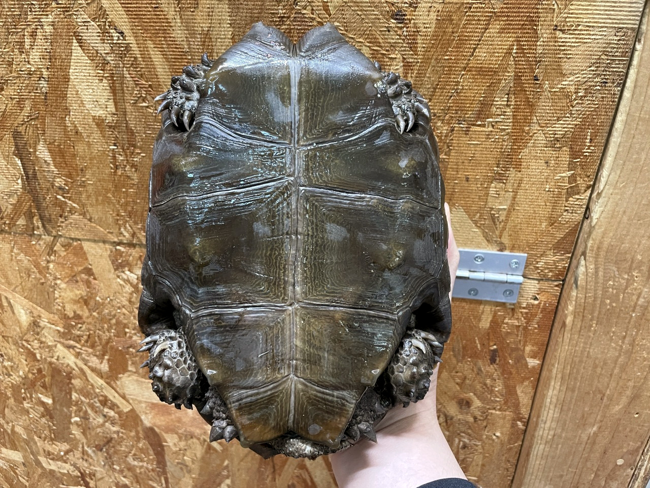 ビルマムツアシガメ(5)