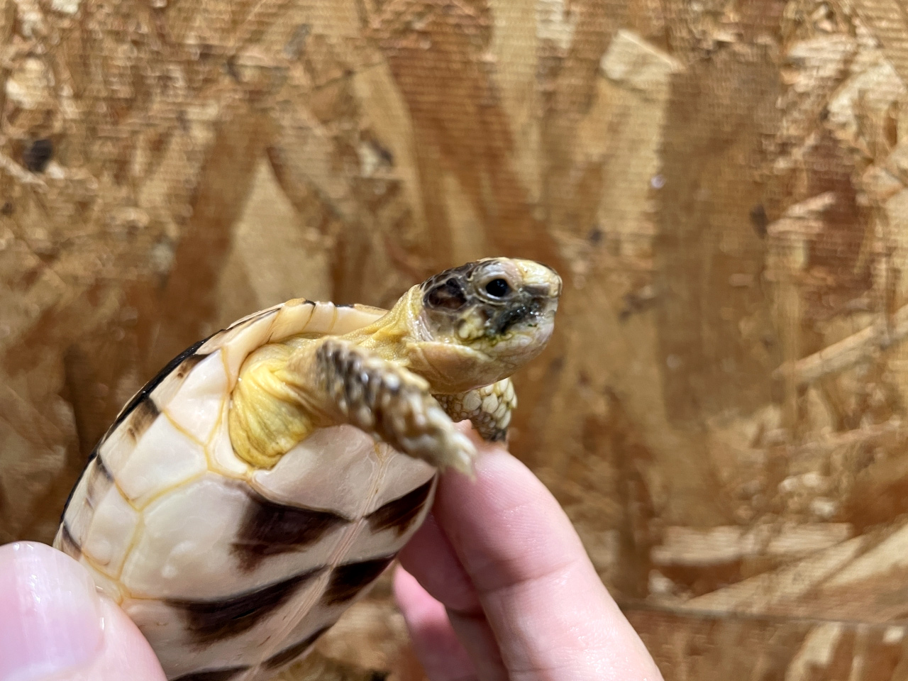 オオフチゾリリクガメ(9)