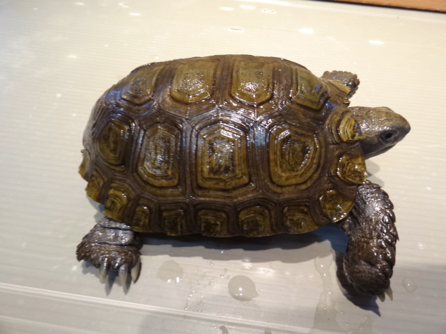 スマトラムツアシガメ(4)