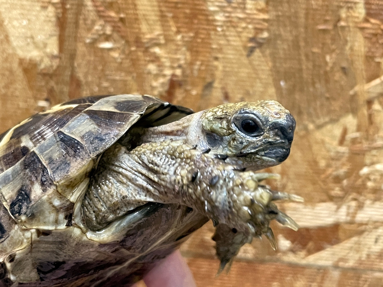 イベラギリシャリクガメ(3)