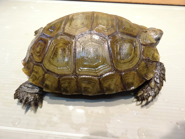 スマトラムツアシガメ(8)