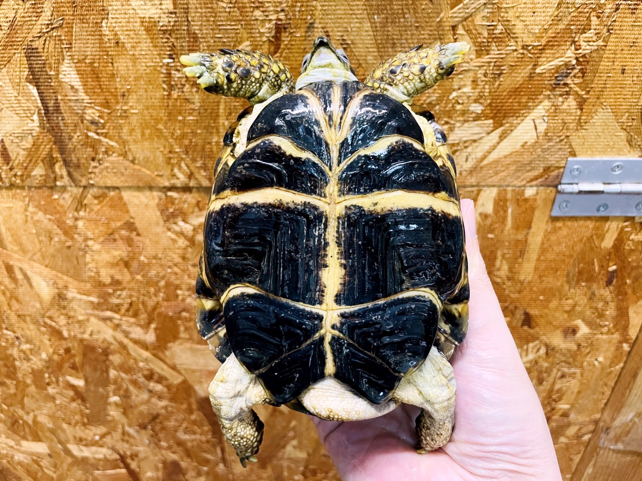 ロシアリクガメ(4)