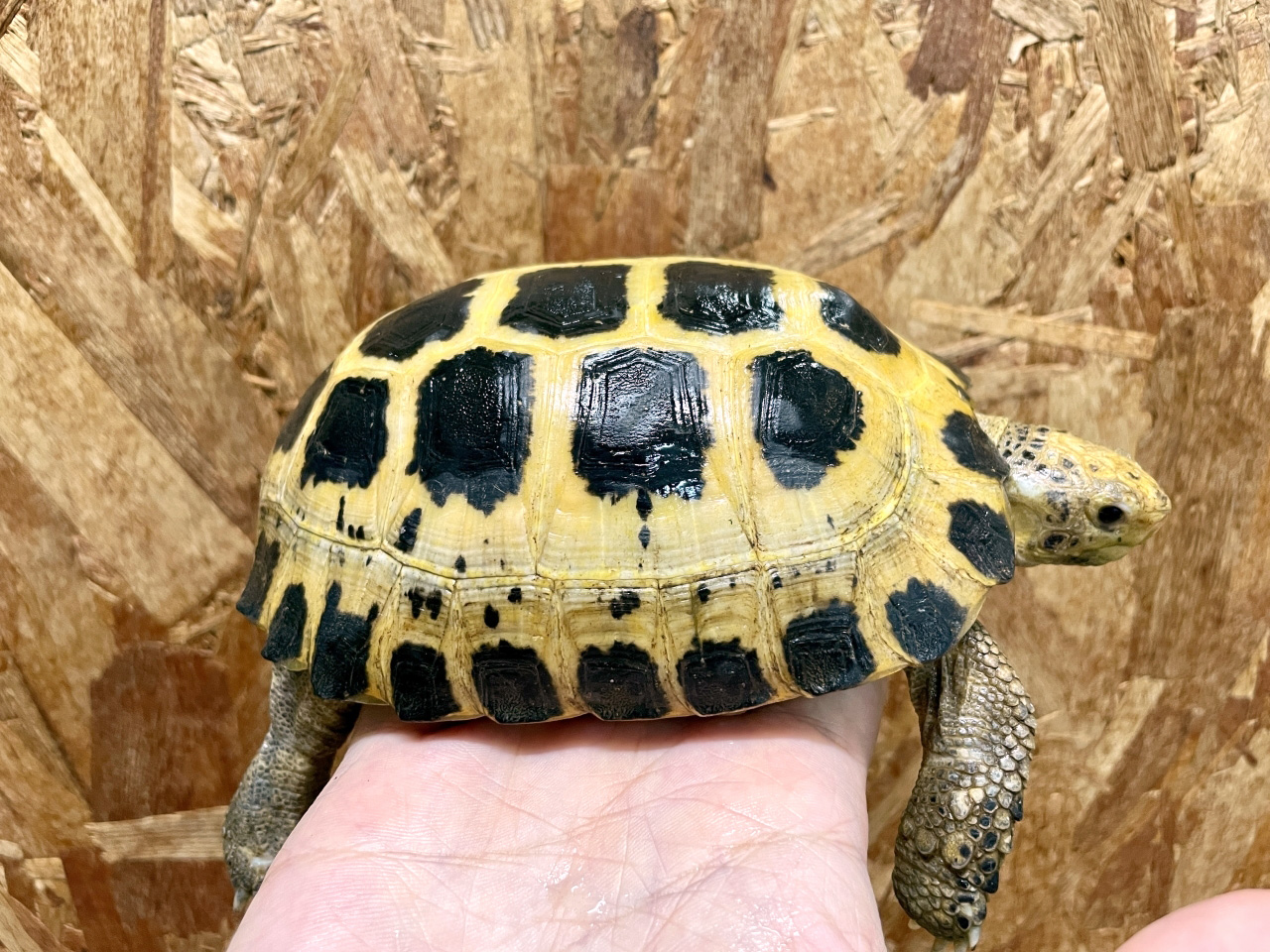 セレベスリクガメ(2)