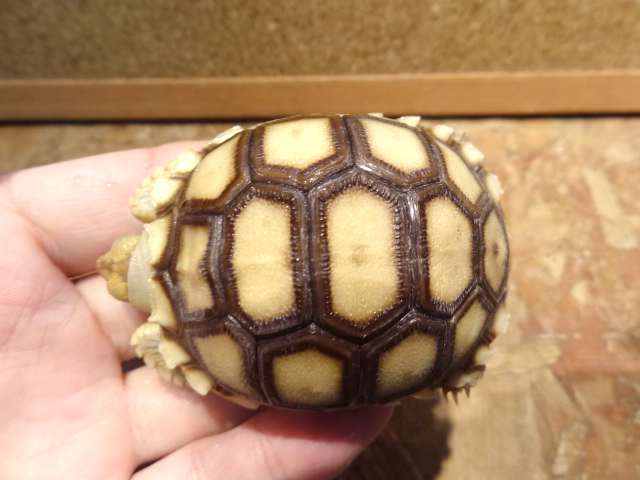 ケヅメリクガメ(9)