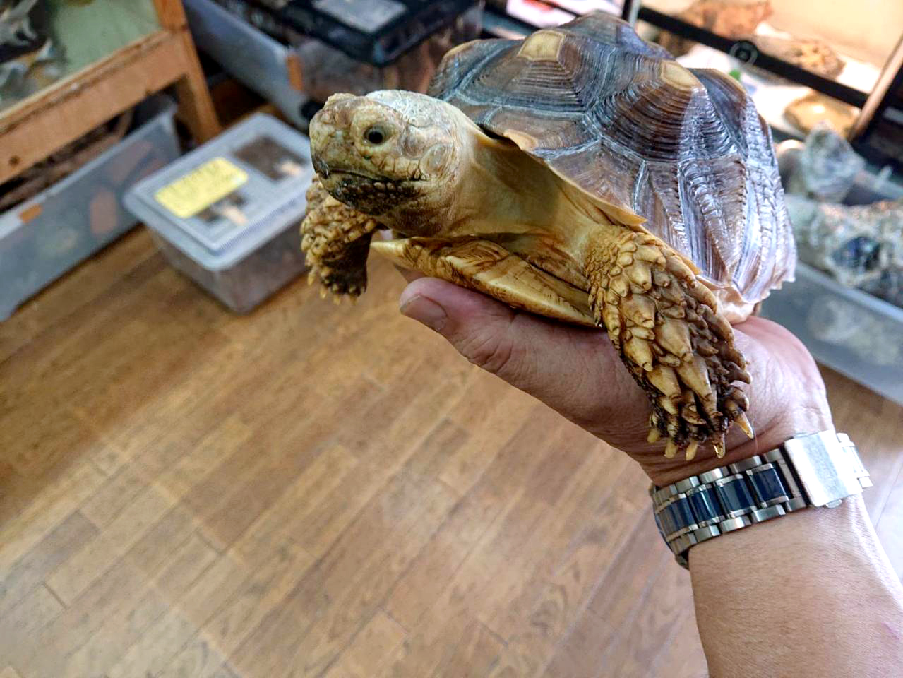 ケヅメリクガメ(3)