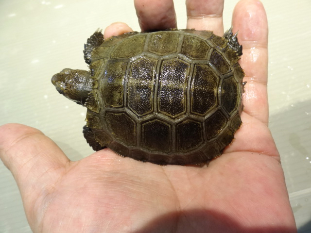 スマトラムツアシガメ(12)