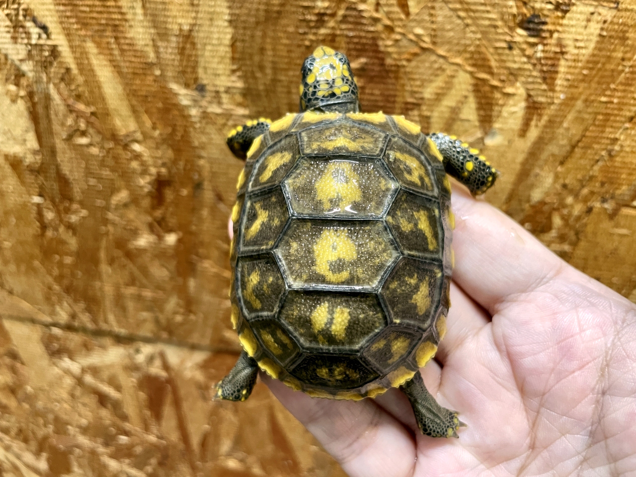 キアシリクガメ(5)