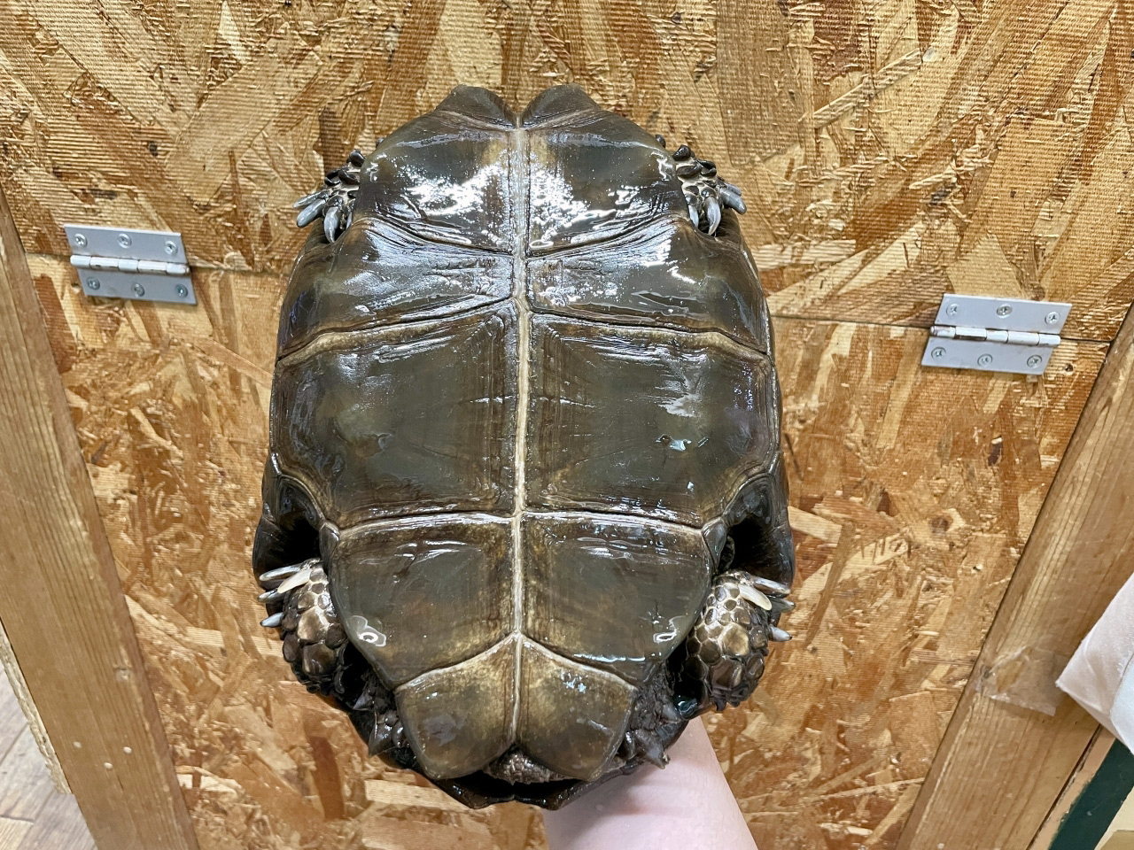 ビルマムツアシガメ(11)