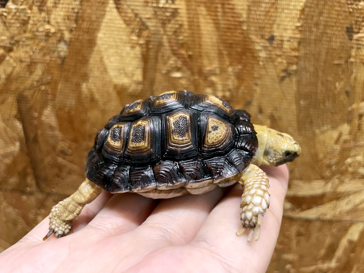 オウムヒラセリクガメ(3)
