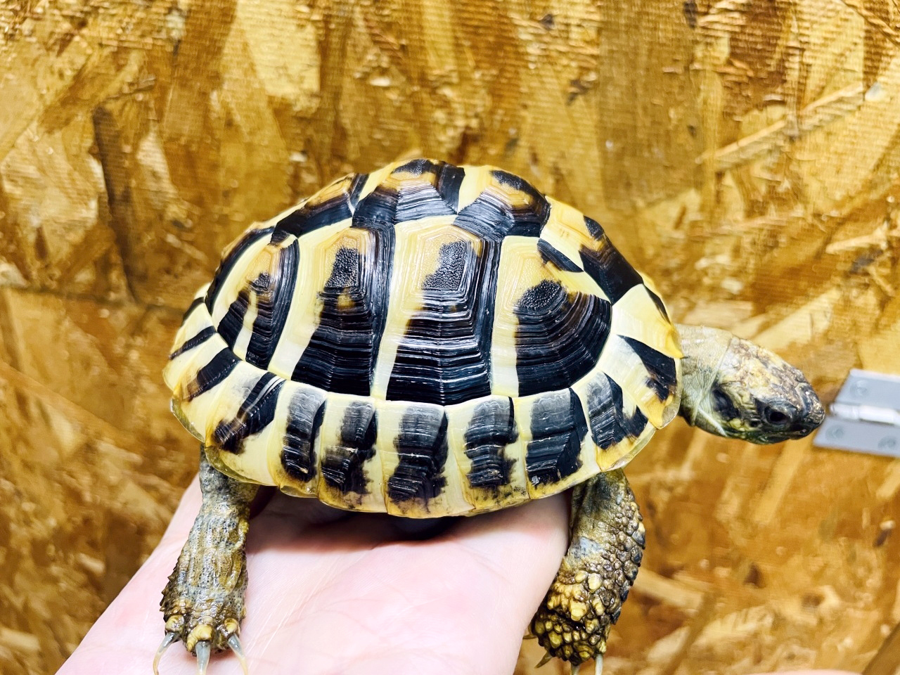 ヒガシヘルマンリクガメ(10)