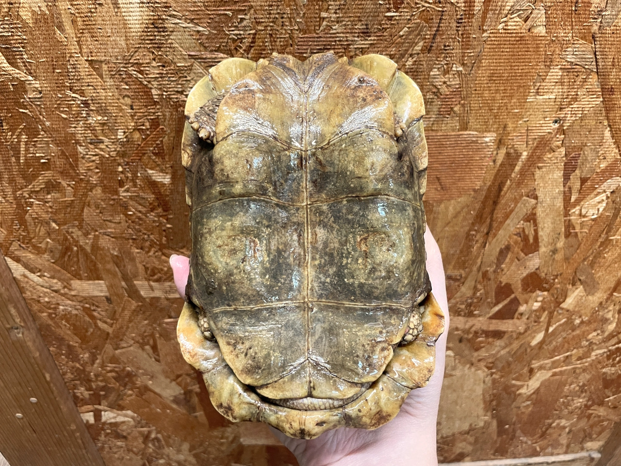 ホームセオレガメ(8)