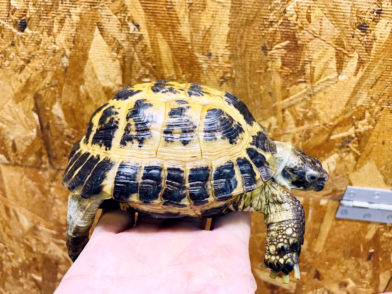 リクガメ飼育セット出品 ヘルマンリクガメ里親探しのため