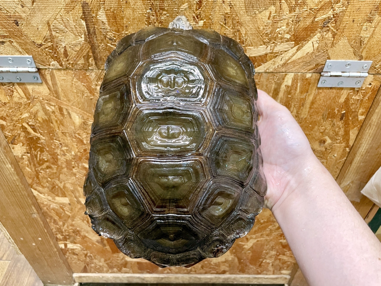 ビルマムツアシガメ(8)