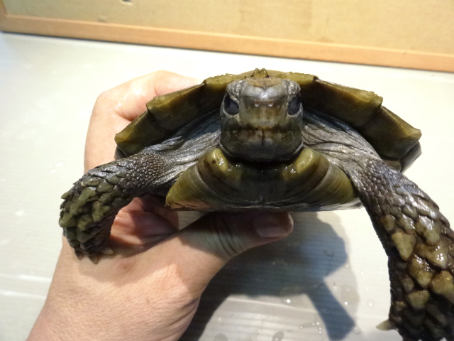 スマトラムツアシガメ(10)