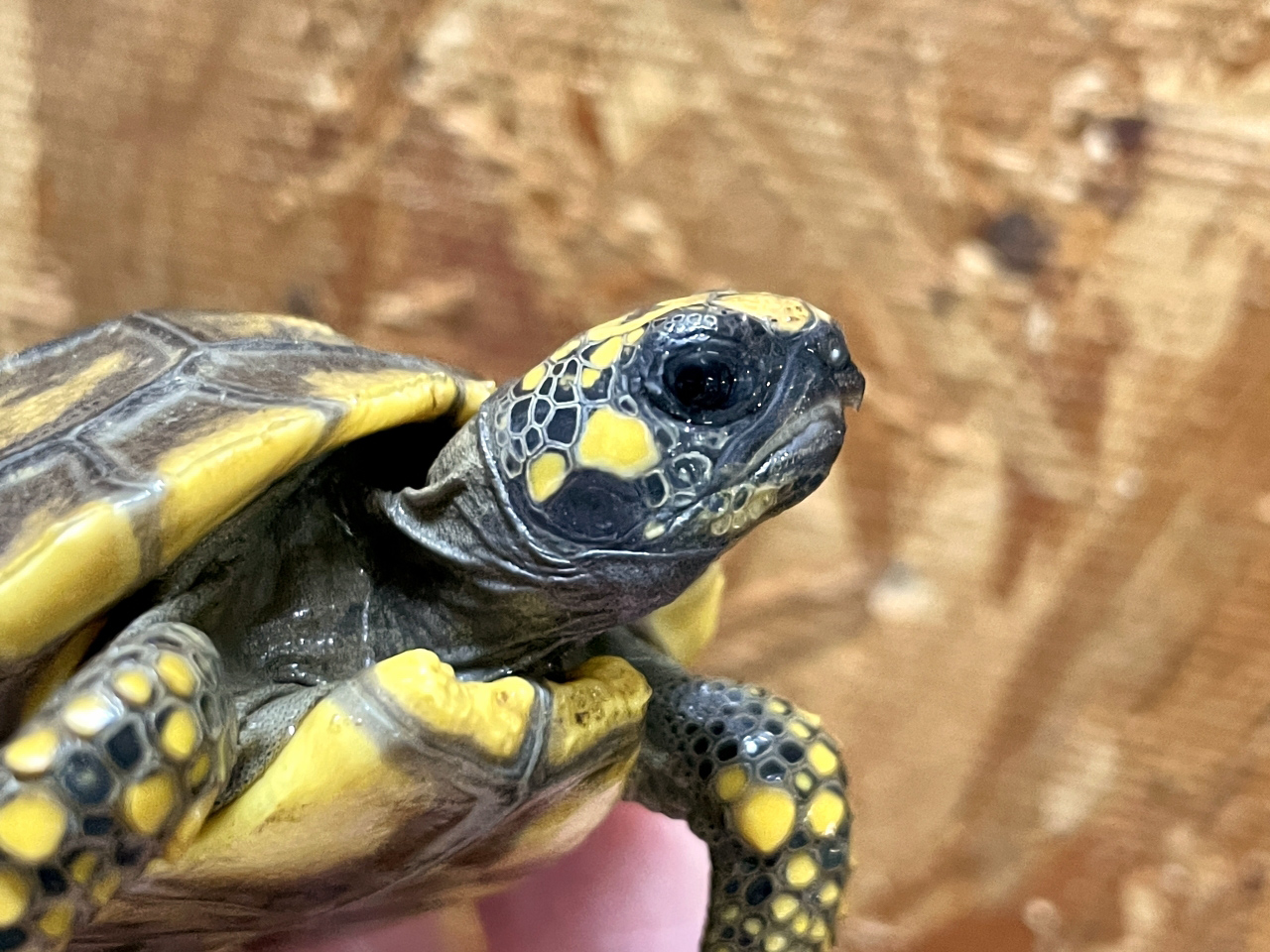 キアシリクガメ(7)