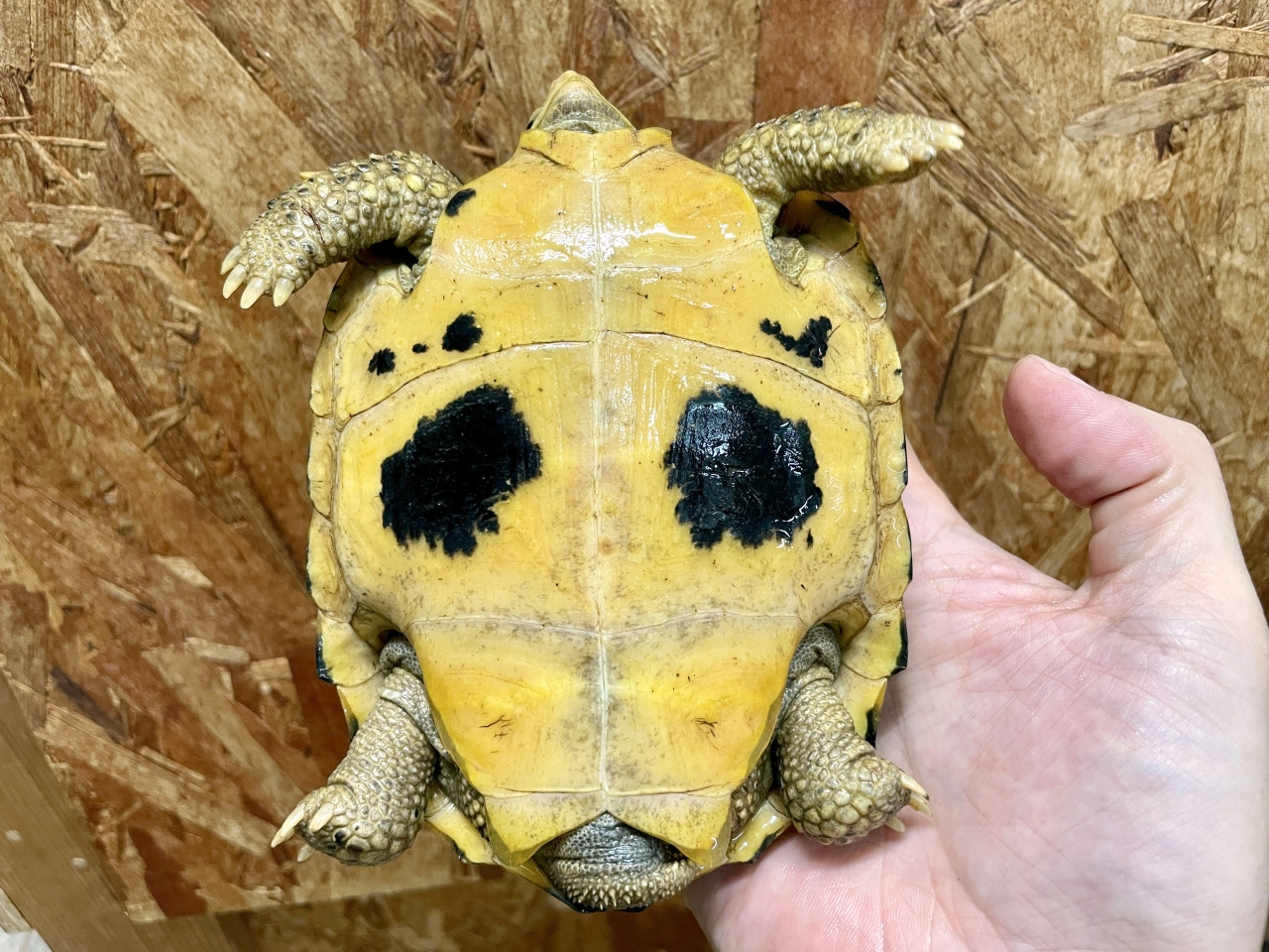 セレベスリクガメ(6)