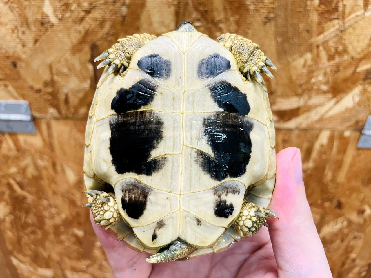 ヒガシヘルマンリクガメ(8)