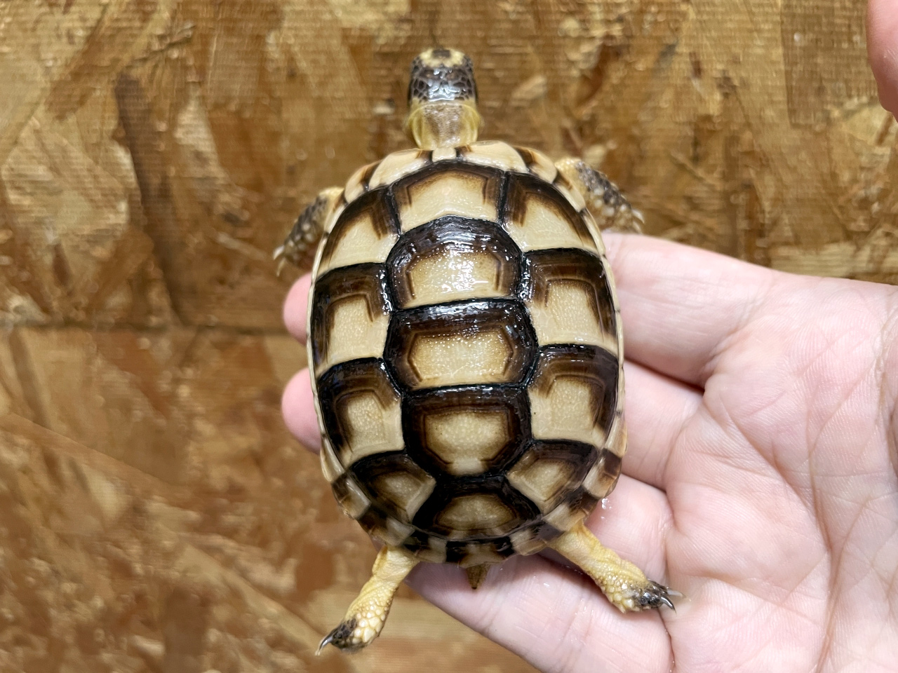 オオフチゾリリクガメ(7)