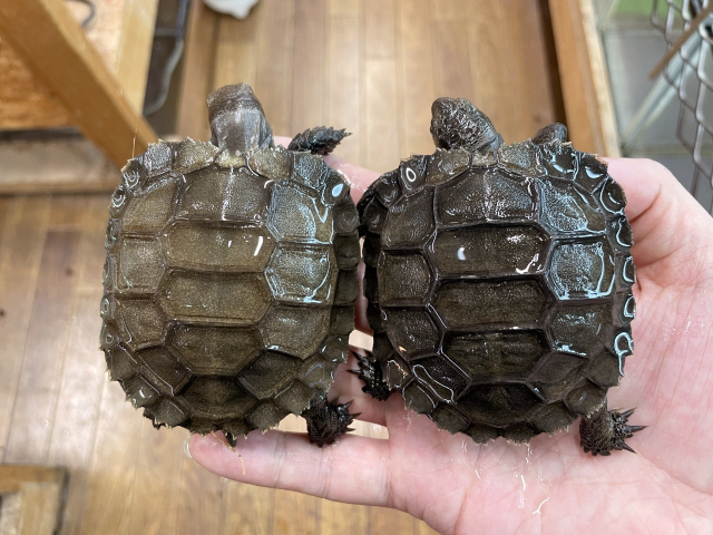 スマトラムツアシガメ