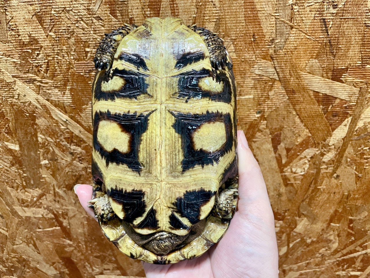 スピークセオレガメ(8)