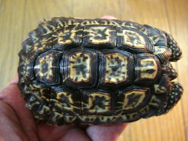 シモフリヒラセリクガメ(6)