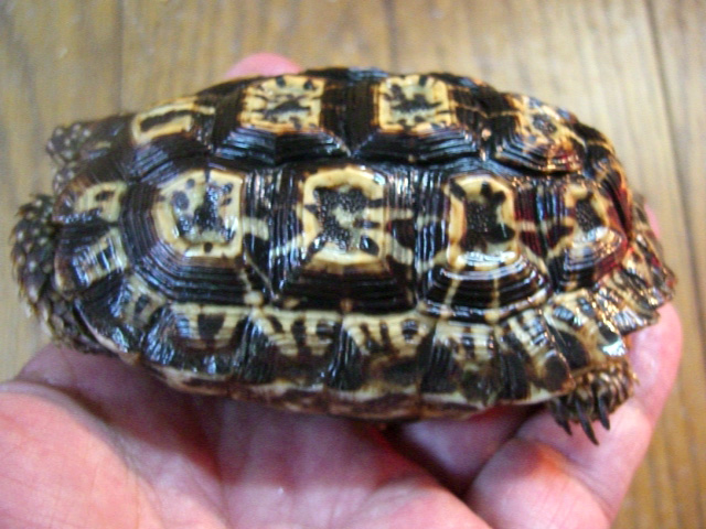 シモフリヒラセリクガメ(7)