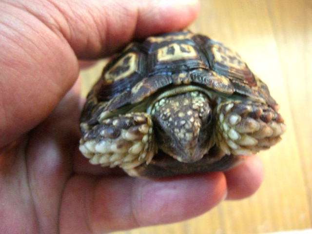 シモフリヒラセリクガメ(8)